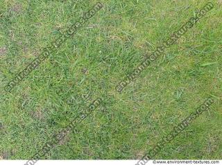 Photo Texture of Grass 